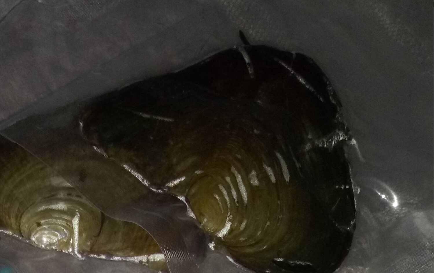 Freshwater Opening
