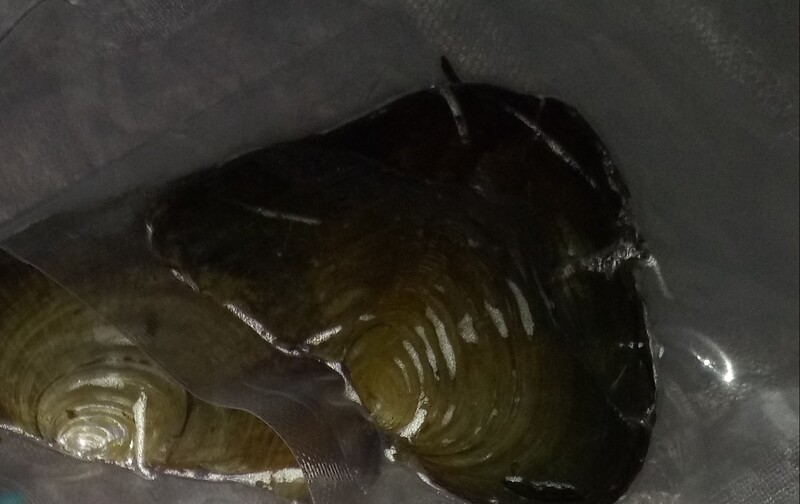 Freshwater Opening