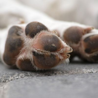 Paw Balms