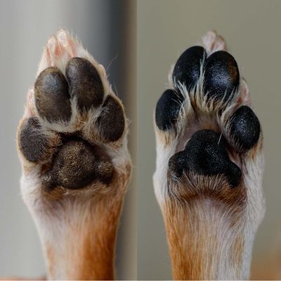Paw Balms