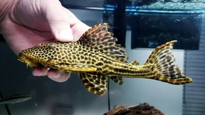 Spotted Humpbacked Pleco L050 - (Hypostomus cf. cochliodon)