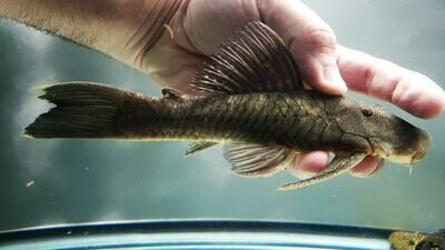 Chaetostoma brevilabiatum