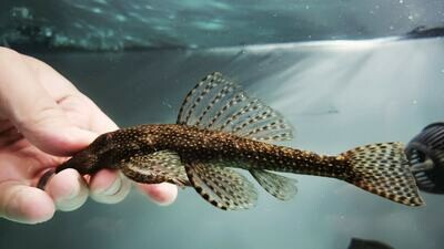 L151 Flat Head Pleco - (Dekeyseria scaphirhynchus)