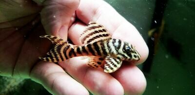 clown pleco and red zebra cichlid clown pleco and red zebra cichlid