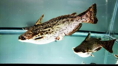 Fisher&#39;s Woodcat - (Trachelyopterus fisheri)