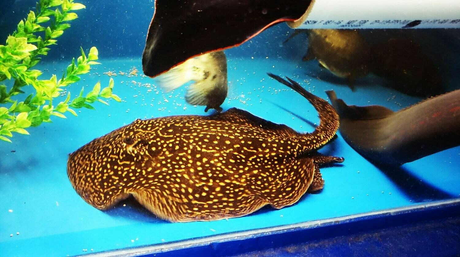 Pearl Stingray - (Potamotrygon Jabuti)