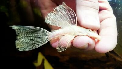 Longfin Albino Bristlenose - (Ancistrus cf. cirrhosus)