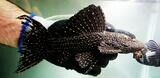 Mustang Cactus Pleco L452 - (Pseudacanthicus sp.)