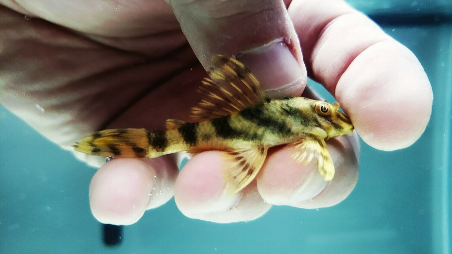 Peckoltia Vittata L015 Candy Striped Pleco