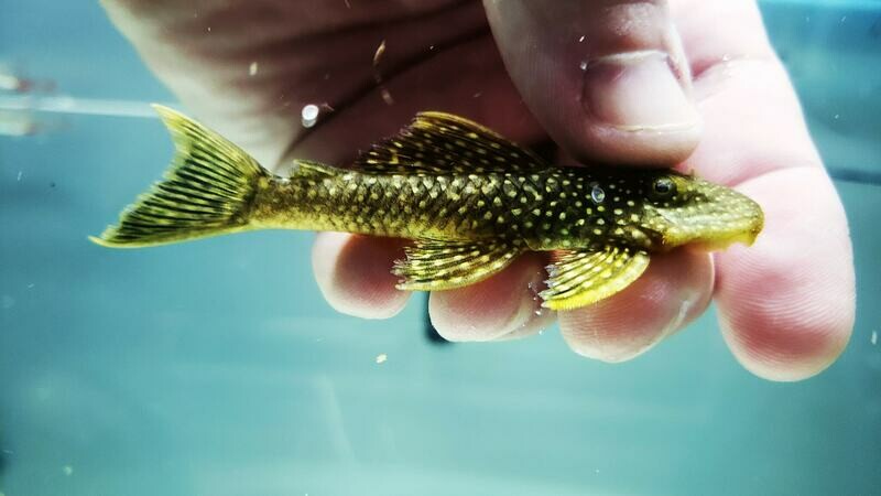 Yellowspotted Stream Pleco L067 - (Pseudancistrus asurini)