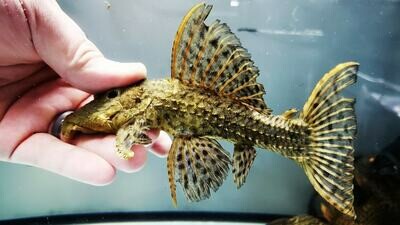 Pseudacanthicus spinosus - L096/L160 (Spiny Monster/Coffee and Cream Cactus Pleco)