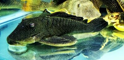 L081 Gold Nugget Pleco - (Baryancistrus sp.)