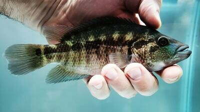 Dovii Cichlid/Guapote Cichlid - (Parachromis Dovii)