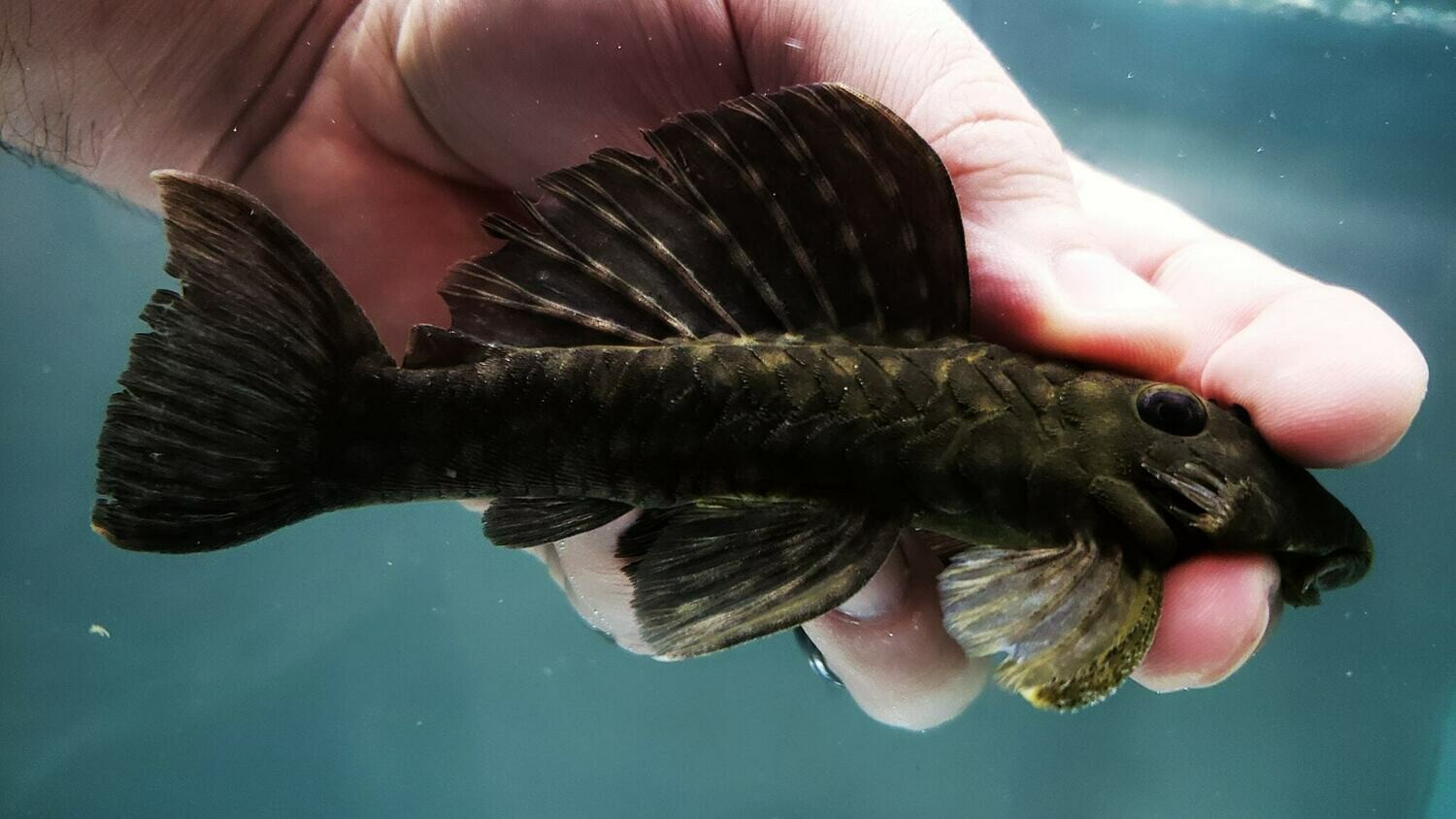 Spectracanthicus zuanoni - L020 (Acari Bola Branca)