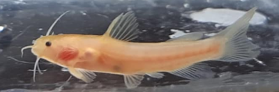 Bumblebee Catfish - (Microglanis Iheringi) Albino