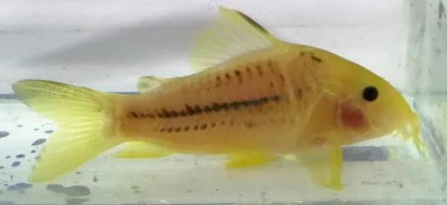 Corydoras sp. - Color Variant