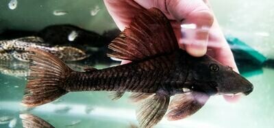 L310 Rusty Pleco - (Hypostomus cochliodon)