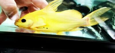 Synodontis Nigrita Yellow - (False Upside-down Catfish)