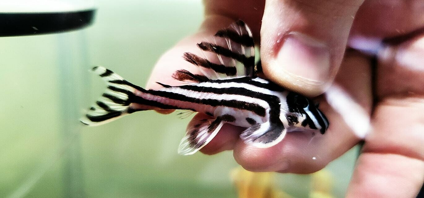 zebra pleco for sale