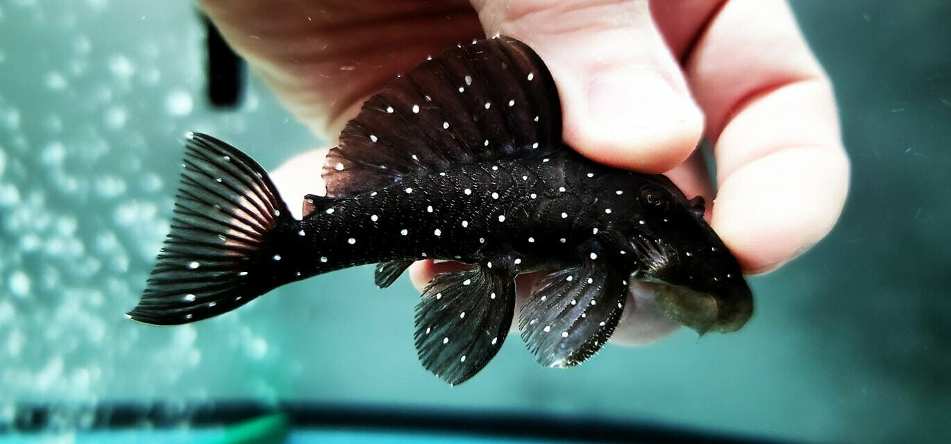 Spectracanthicus sp. L391 (Starry Sky Pleco)