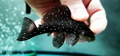 L391 Starry Sky Pleco - (Spectracanthicus sp.)