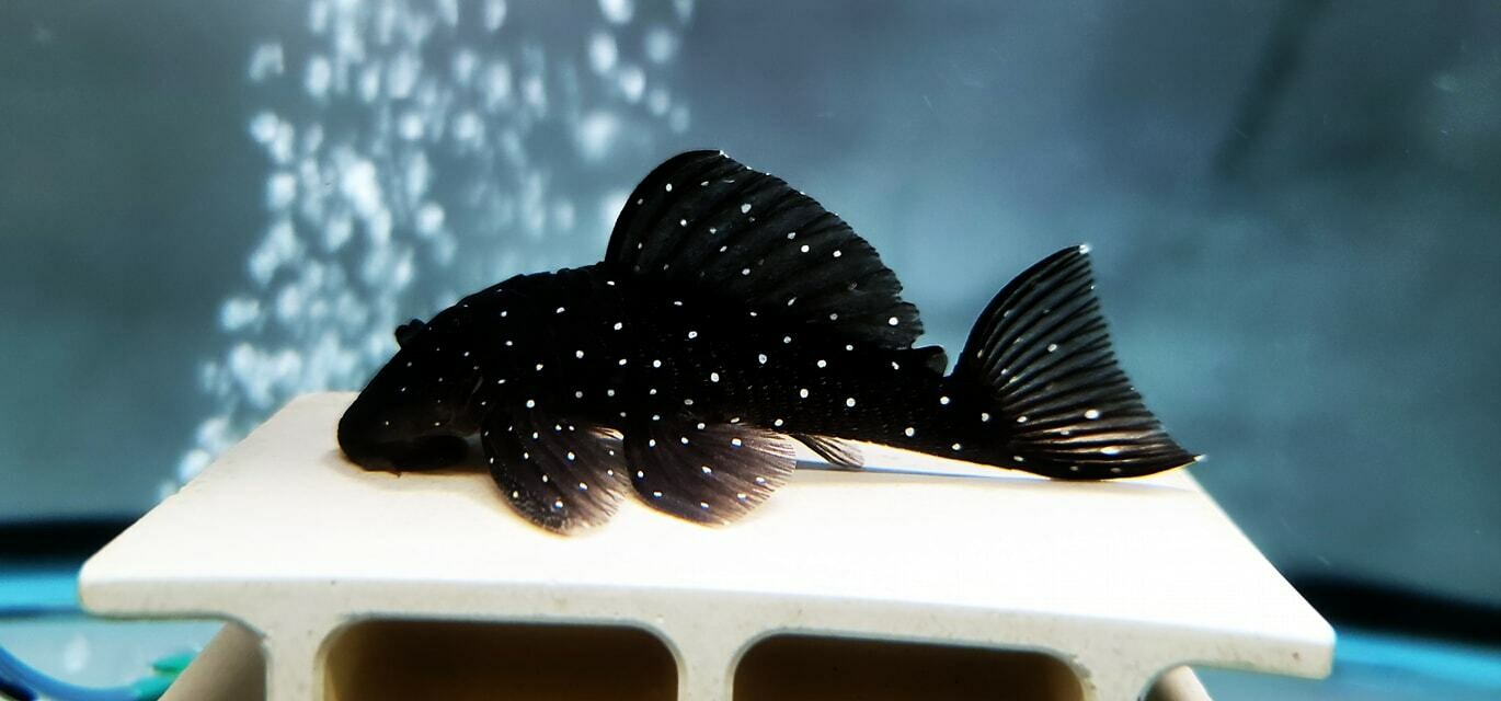 世界　(hervest moon × igdrasill) from pleco 世界 (hervest moon × igdrasill) from pleco 世界 hervest moon