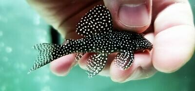 L262 Fine Dotted Pleco - (Hypancistrus sp.) Special