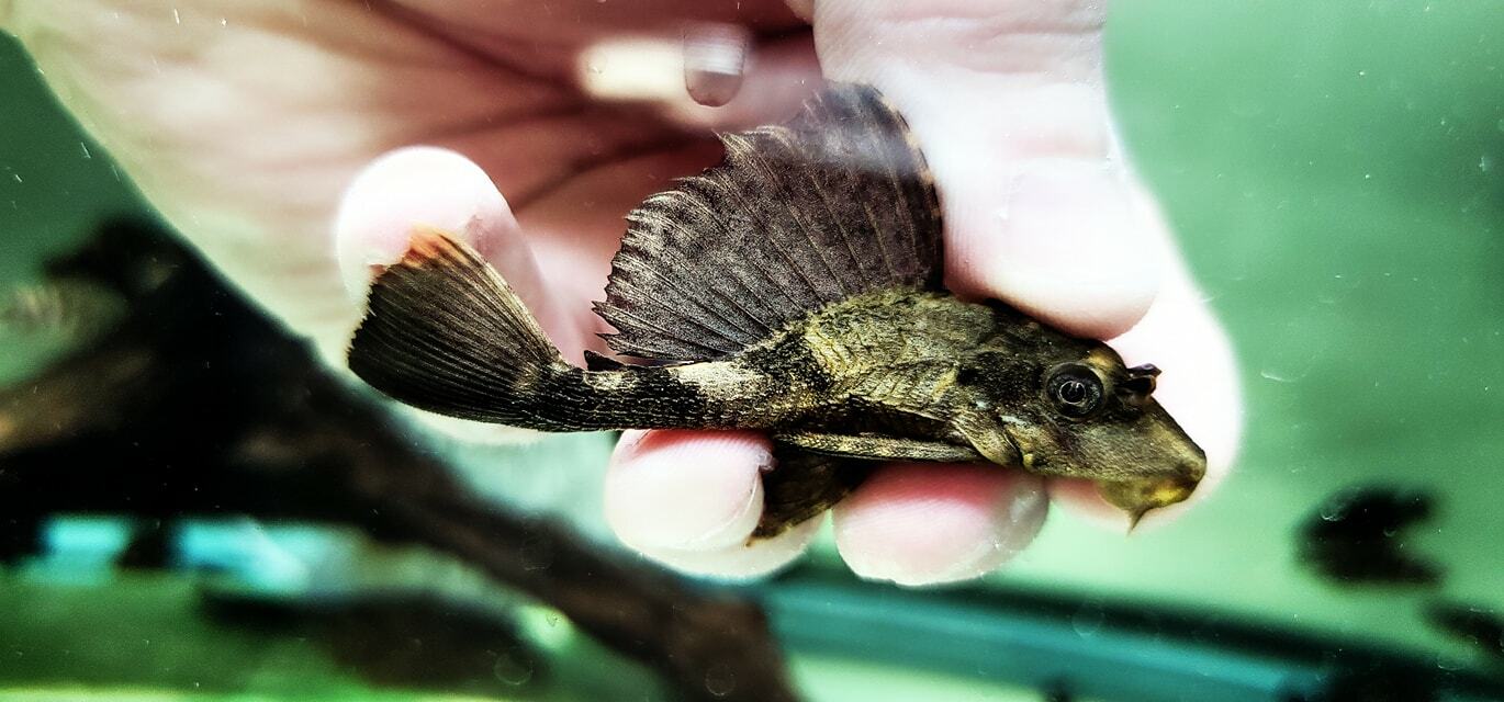 Pterygoplichthys scrophus (Chocolate, Alligator, Rhino Pleco)