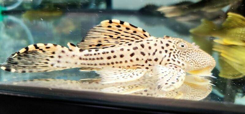 Three Beacon Pleco/Redfin Blackspot Pleco L091 - (Leporacanthicus triactis) Dragon Fin