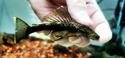 L244 Black Spotted Orinoco-Ancistrus - (Pseudolithoxus dumus)