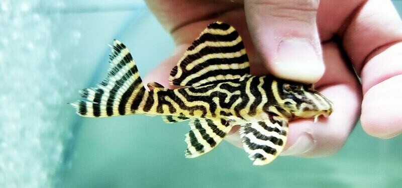 King tiger pleco care