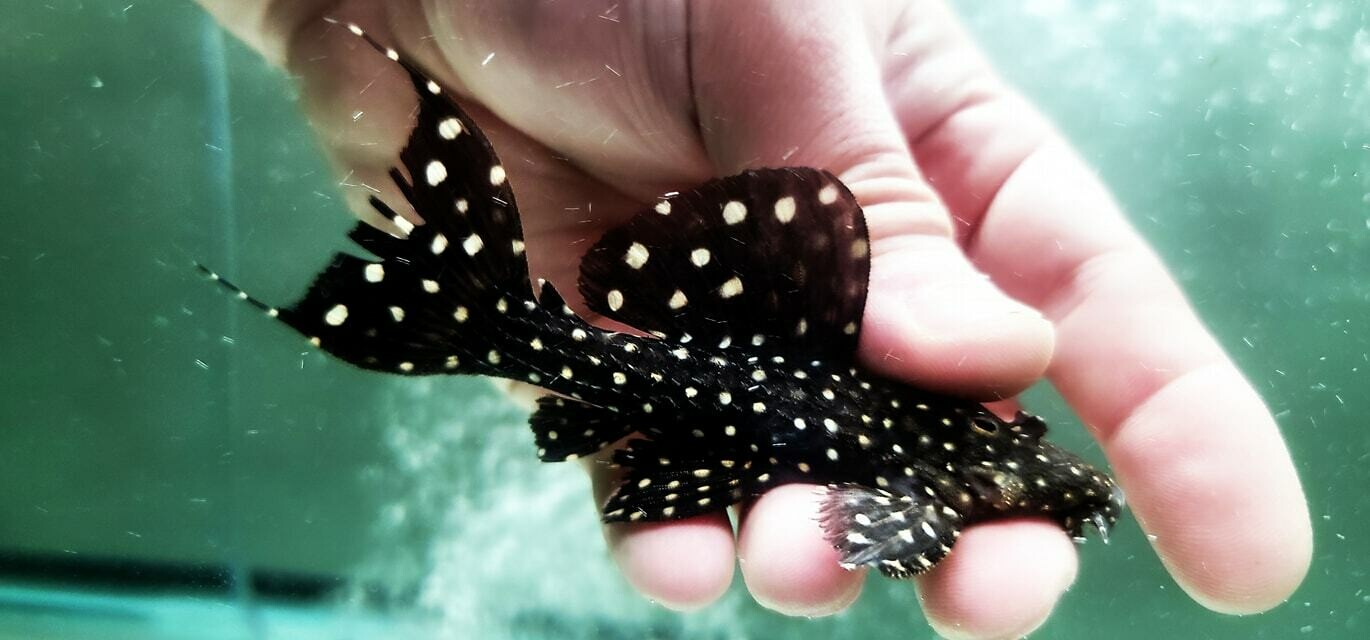 Pseudacanthicus sp. - L097 (Polka Dot Cactus Pleco)