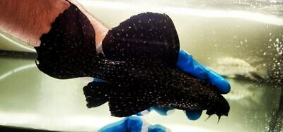 Pseudacanthicus sp. - L097 (Polka Dot Cactus Pleco)