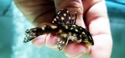 Jacareacanga Pleco L518 - (Hypancistrus sp.)