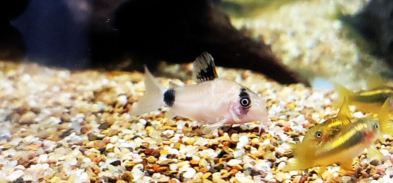 Panda Cory - (Corydoras (lineage 9) Panda