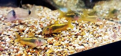 Gold Laser Cory - (Corydoras (lineage 7) sp. (Cw010)