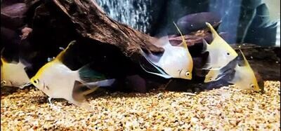 Angelfish - (Pterophyllum scalare)