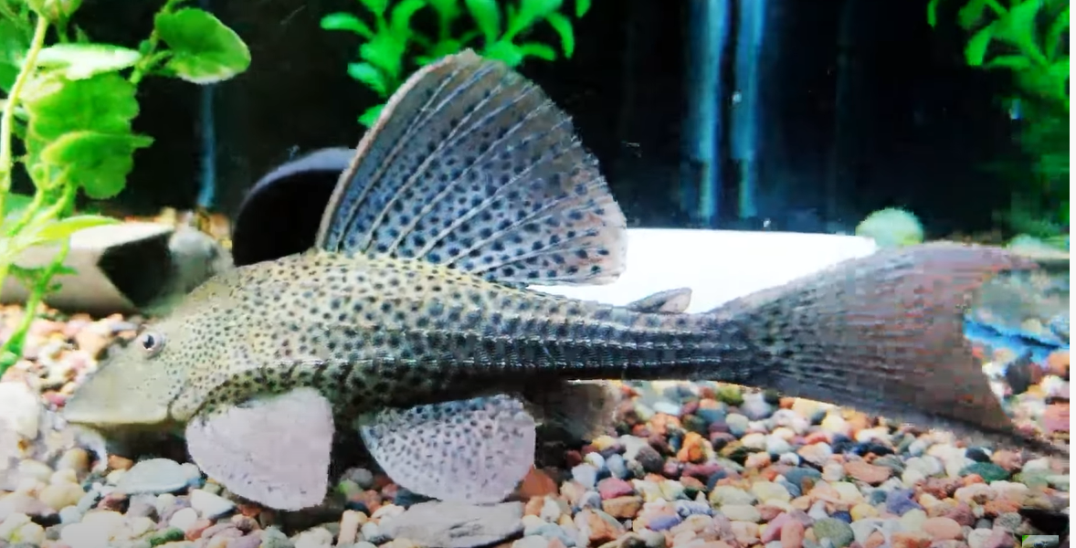 La Plata Pleco - (Hypostomus laplatae)