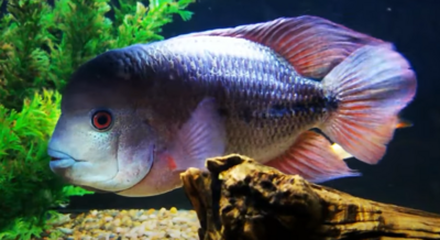 Angostura cichlid - (Vieja breidohri)