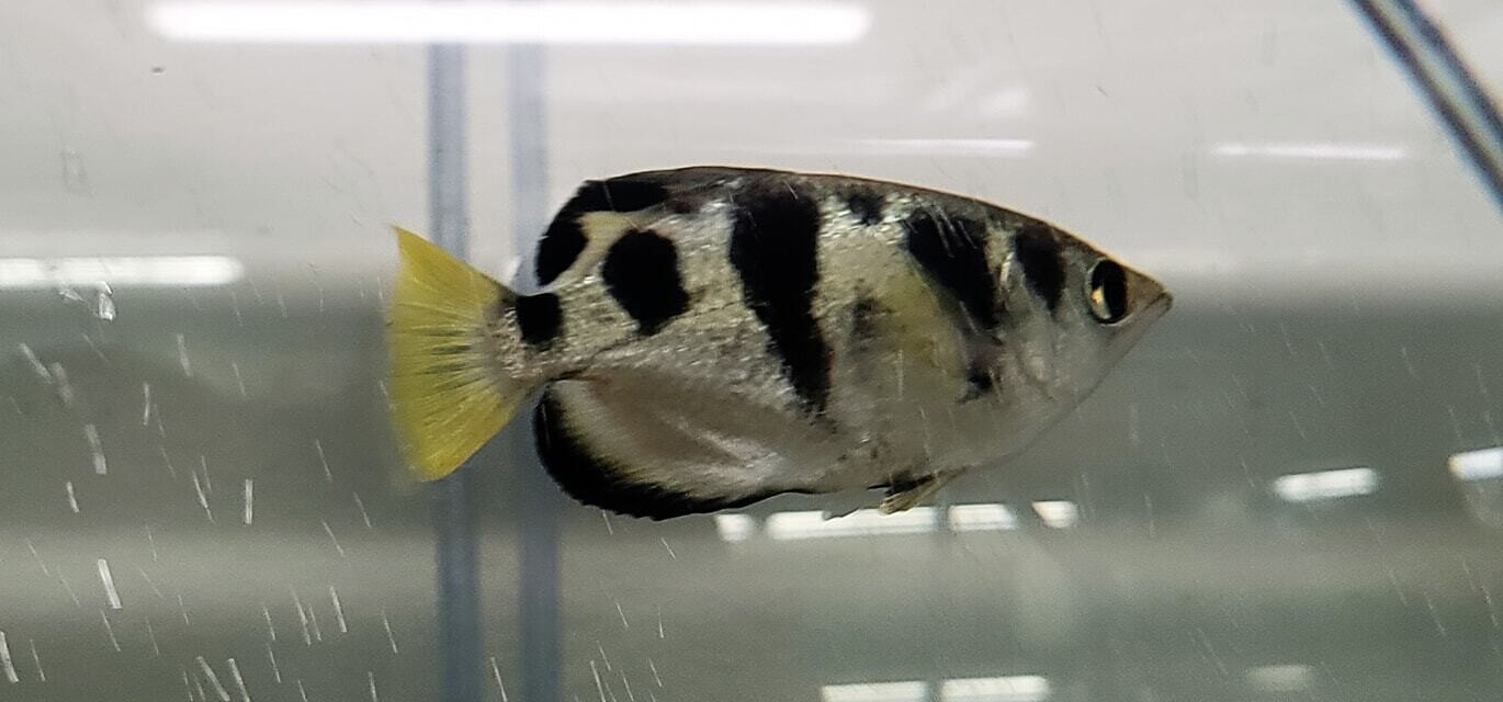Banded Archerfish - (Toxotes jaculatrix)