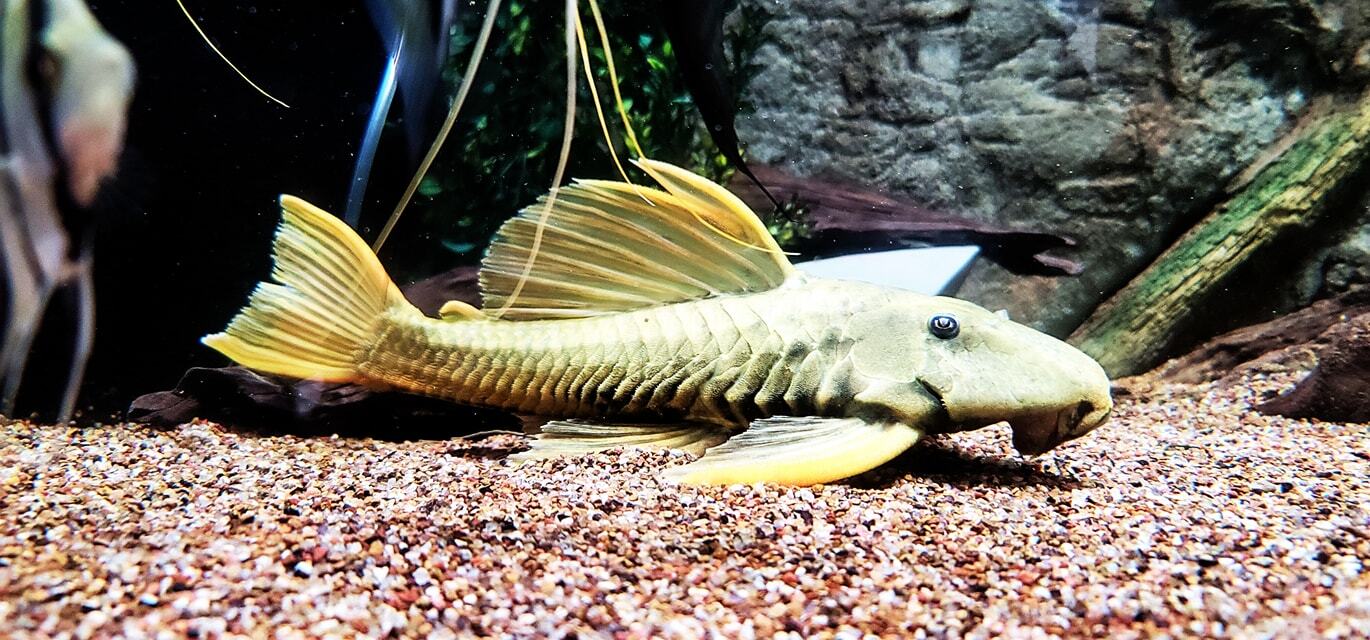 Hypostomus Luteus Phase III Golden Sailfin Pleco