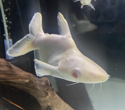 Iridescent Shark Catfish - (Pangasianodon hypophthalmus) - Albino Shortbody