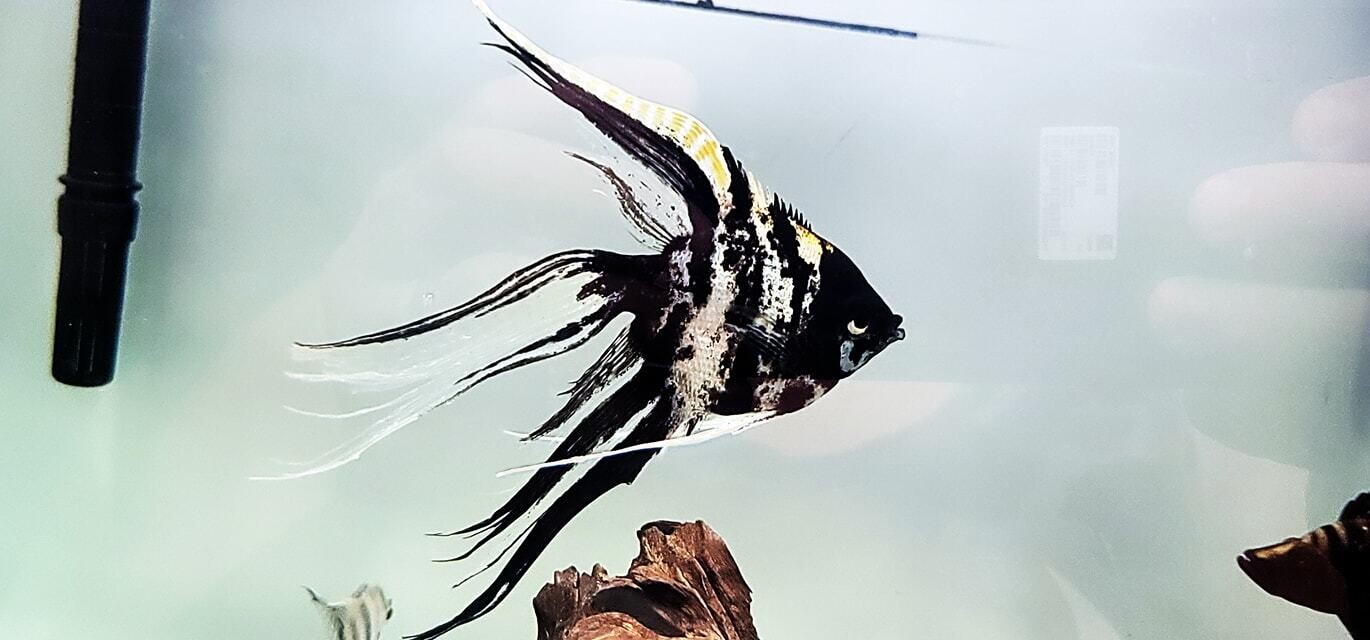 Marble Veil Angel - (Veiltail Angelfish)