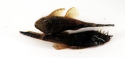 Green Dragon Pleco - (Ancistrus cf. cirrhosus)
