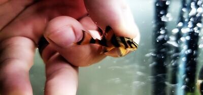 L306 Bloodred Tiger Pleco - (Panaqolus claustellifer)