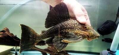 L190 Royal Pleco - (Panaque nigrolineatus)