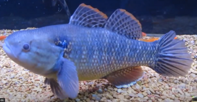Clay Goby - (Dormitator lebretonis)