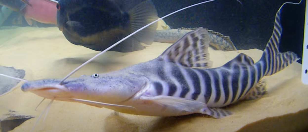 Pseudoplatystoma tigrinum - (Tigrinus Catfish-Tiger Shovelnose Catfish)