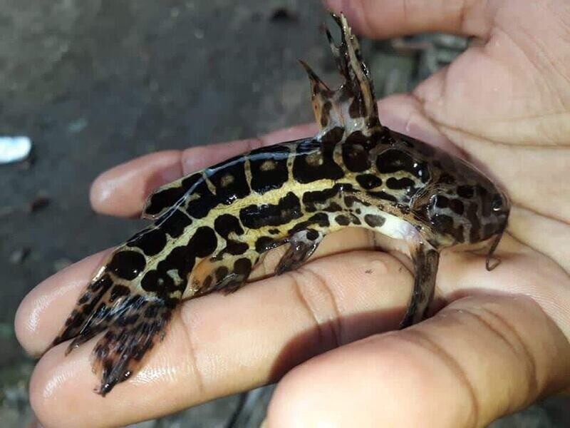 Jaguar Catfish - (Liosomadoras oncinus)