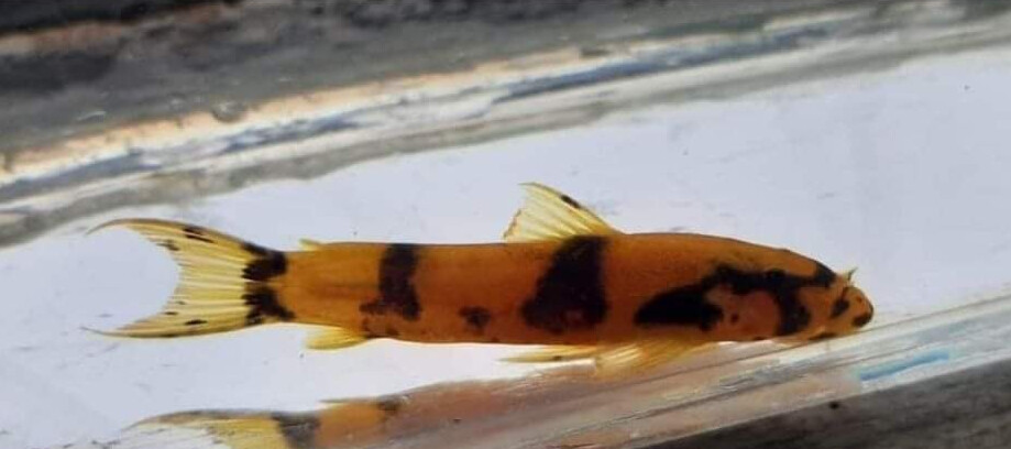 South American Hillstream Catfish - (Astroblepus chapmani)